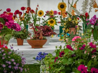 Chilcompton Society annual flower show