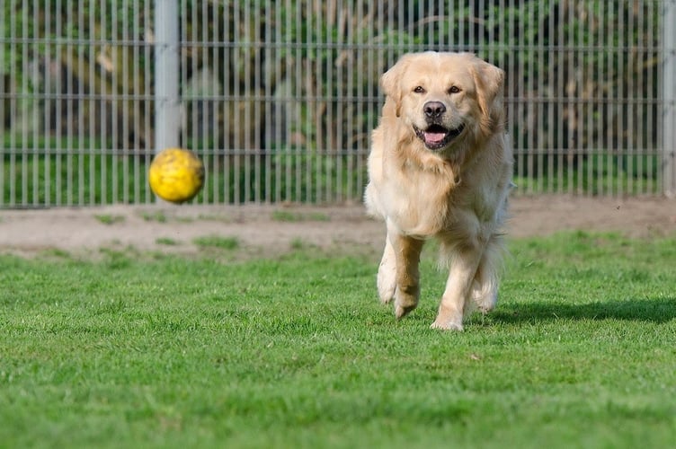 Dog