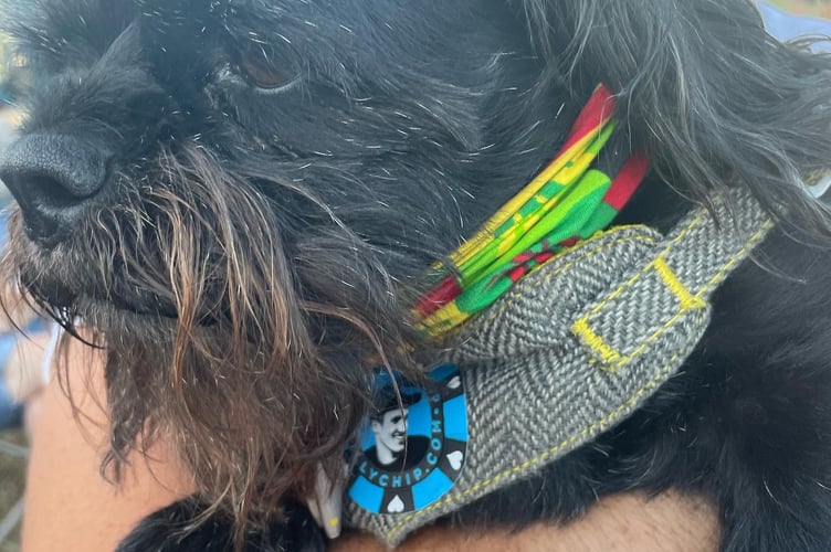 A dog with his charity collar