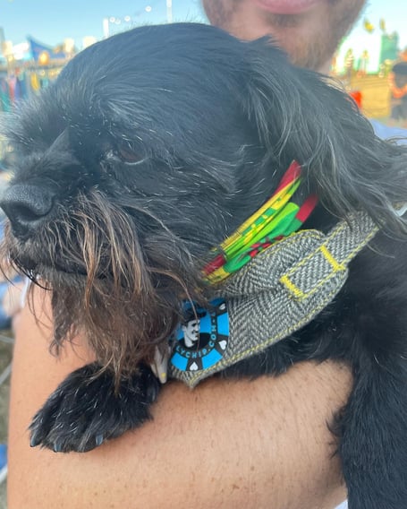 A dog with his charity collar