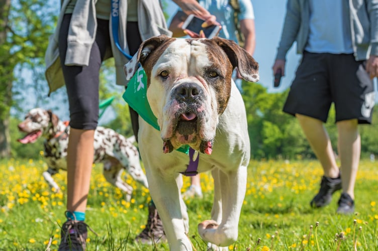 Bath Cats and Dogs Home are holding their annual ‘Wag Walk’ event to raise funds to be able to support vulnerable animals. 