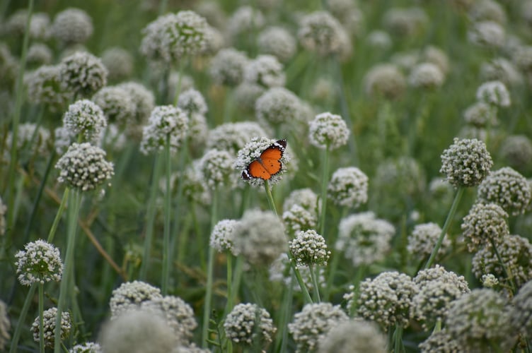 Butterfly in a field.