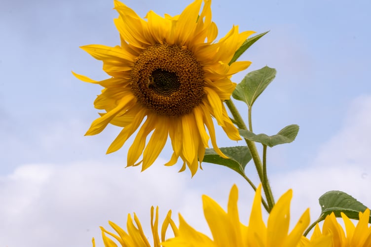 Pamela Bruce Lockhart took photographs of sunflowers at Frogmary Farm.
