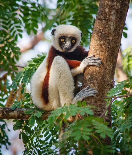 Coquerels Sifaka in Madagascar.