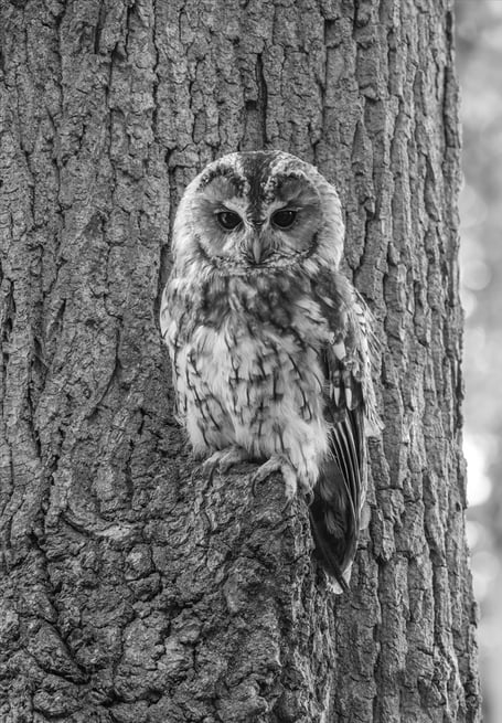 A winning photograph ‘Tawny Owl’ by Diana Reader.