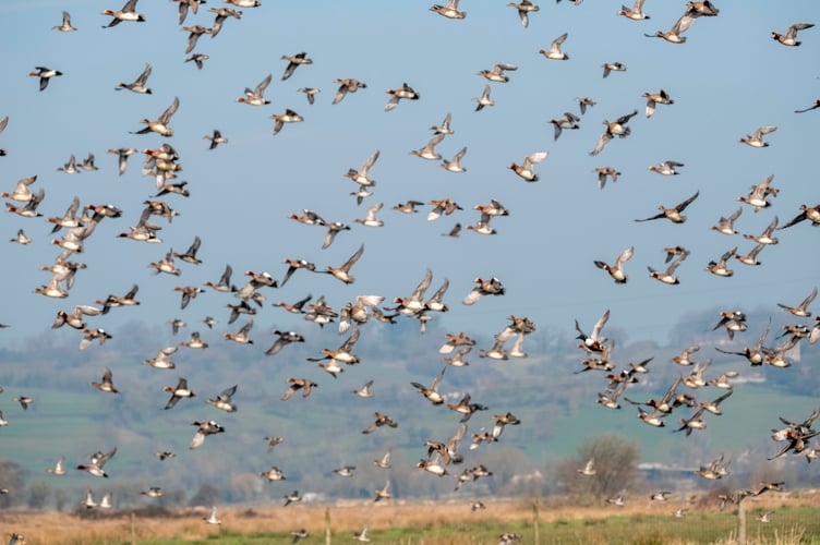 RSPB have been recording bird numbers in Britain.