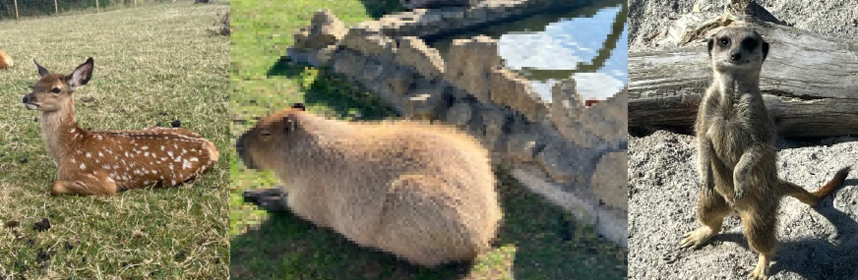 Chew Valley Animal Park Activities