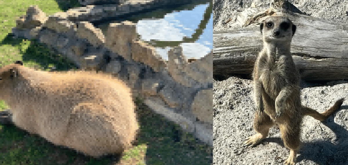 Chew Valley Animal Park Hour