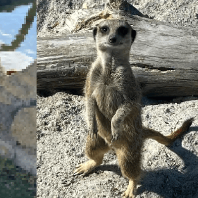 Chew Valley Animal Park Activities