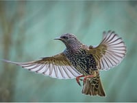 A good day out: starling murmuration at the Somerset Levels