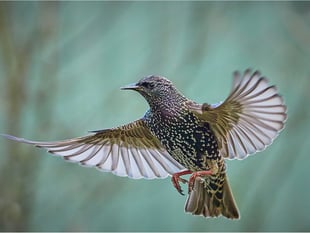 A good day out: starling murmuration at the Somerset Levels