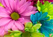 Clutton Flower Show and Fun Day