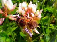 Local groups are being encouraged to apply for funding to protect bees