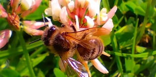 Local groups are being encouraged to apply for funding to protect bees
