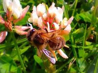 Local groups are being encouraged to apply for funding to protect bees