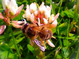 Local groups are being encouraged to apply for funding to protect bees