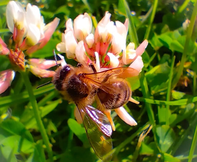 Local groups are being encouraged to apply for funding to protect bees