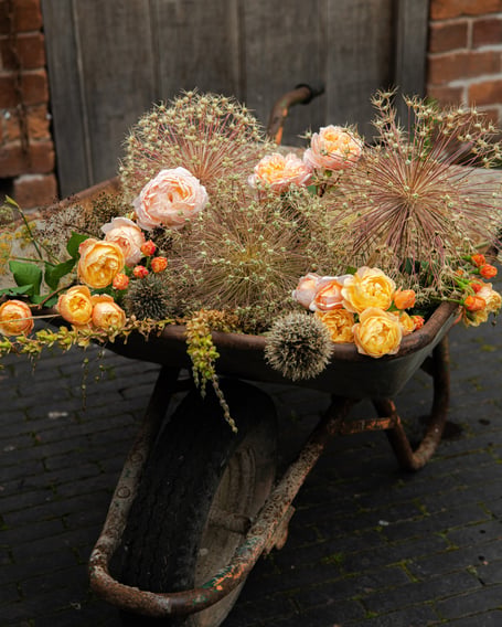 David Austin Roses in wheelbarrow.