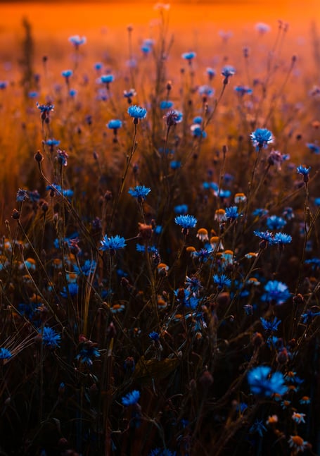 Flowers in a meadow.