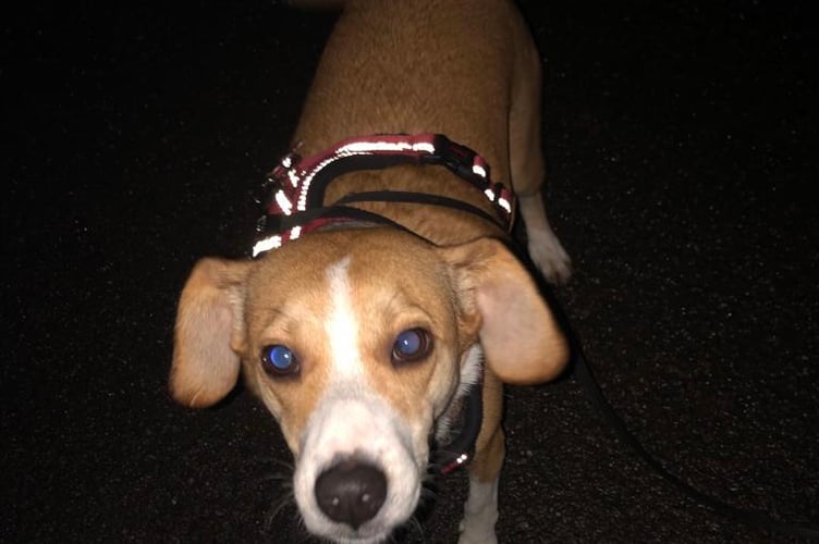 Edwina’s rescue dog, Willow. 