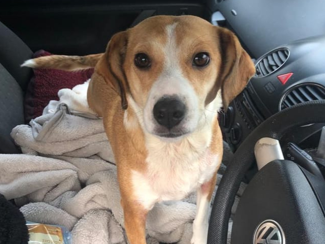 Rescue dog Willow sleeps in the car with Edwina, with only a few blankets to keep them both warm.