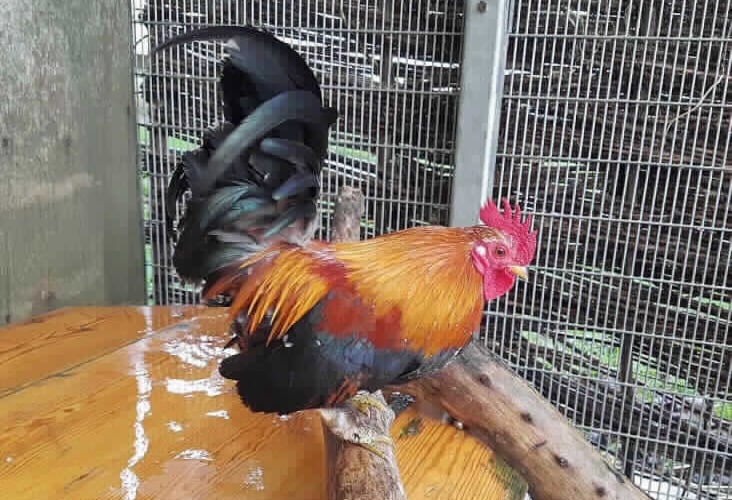 Acorn was rescued in Taunton after being found straying 