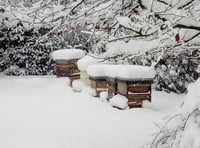 Wanting to try something different in the New Year?  Why not give beekeeping a go with Mendip Beekeepers