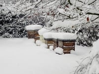 Wanting to try something different in the New Year?  Why not give beekeeping a go with Mendip Beekeepers