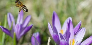 Protect our bees! Metro Mayor calls on communities to apply for fund