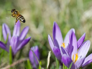 Protect our bees! Metro Mayor calls on communities to apply for fund