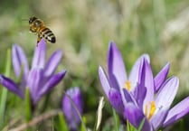 Protect our bees! Metro Mayor calls on communities to apply for fund