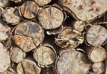 Re-Wild Chew to promote insect benefits 