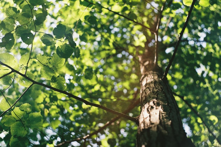 tree stock