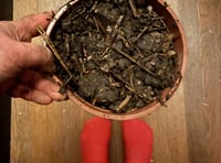 Garden Diaries:  Grow your own ginger!