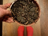 Garden Diaries:  Grow your own ginger!