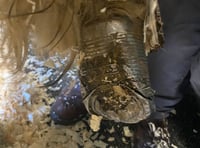 Disbelief at what was found on rescued foal’s foot