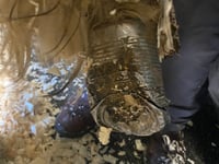 Disbelief at what was found on rescued foal’s foot