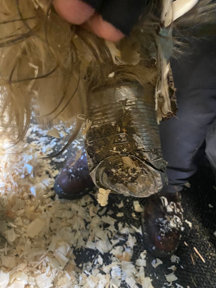 Young foal Tintin rescued with tin can on his hoof.