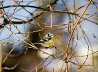 Have you kept an eye on your local wildlife? 
