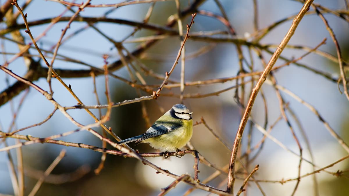 The Journal's very own RSPB Big Garden Birdwatch | mnrjournal.co.uk