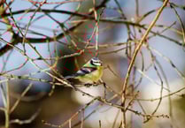 Have you kept an eye on your local wildlife? 