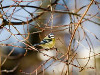Have you kept an eye on your local wildlife? 