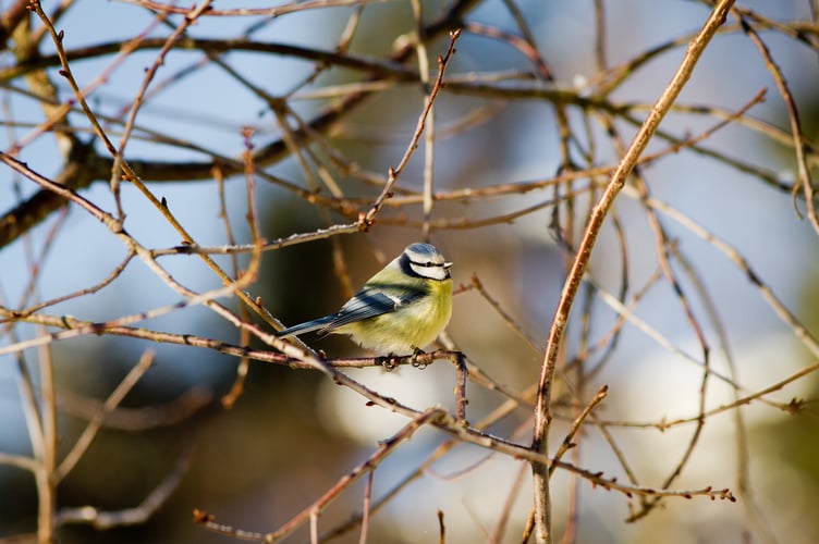 Blue Tit in the bushes. 