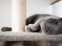 Are you FELINE the love from your cat this Valentine's Day? 