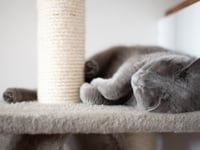 Are you FELINE the love from your cat this Valentine's Day? 