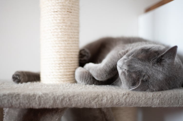 relaxed cat