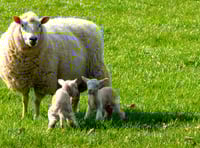 Police launch new system for reporting rural and wildlife crime