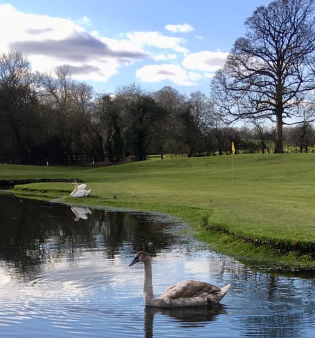 Swans at Dutchy course