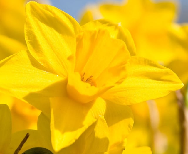 Norton Down say thanks to mothers with daffodils