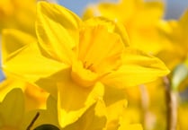 Norton Down say thanks to mothers with daffodils